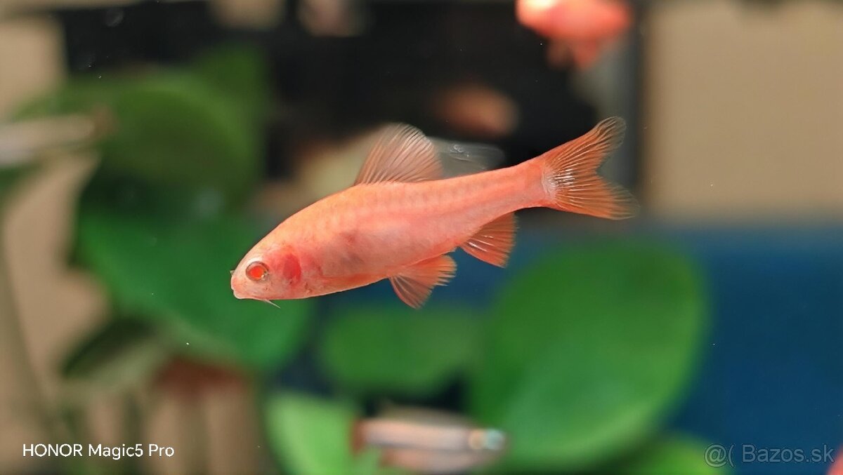 Akvariové ryby (raritky) k odberu - 13