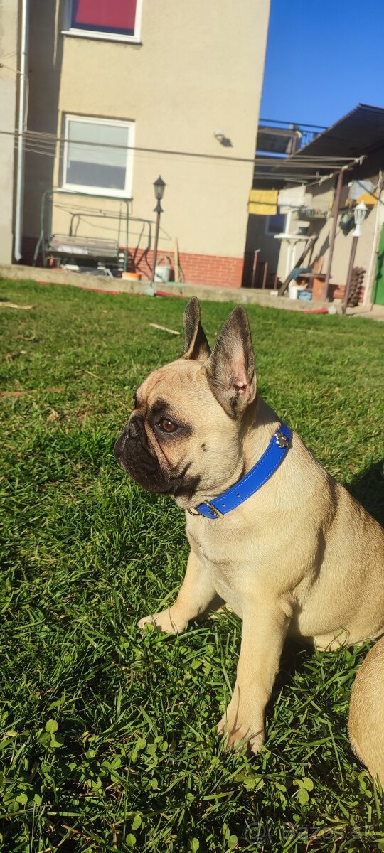 Francúzsky buldoček s PP - 13