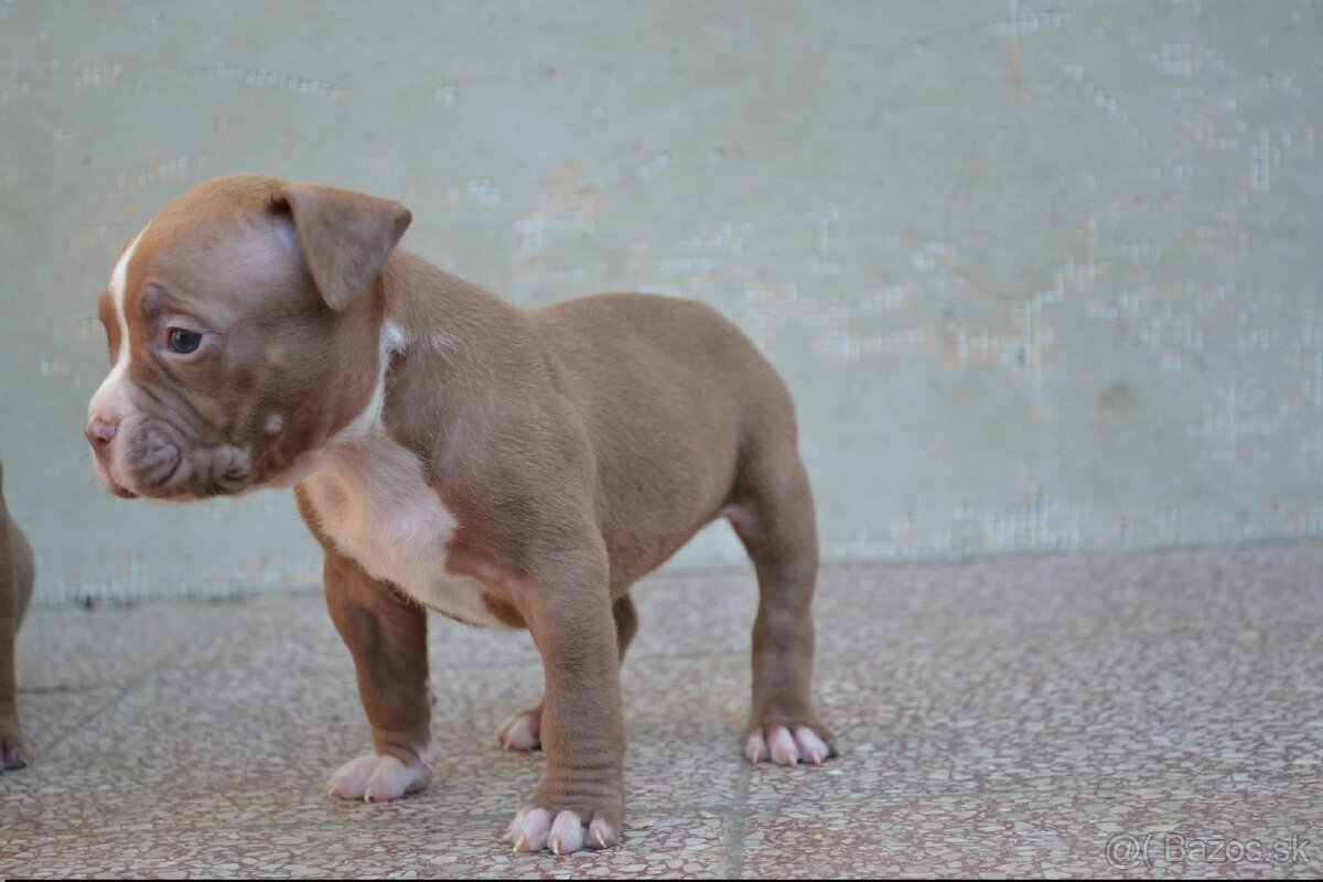 American bully standard - 13