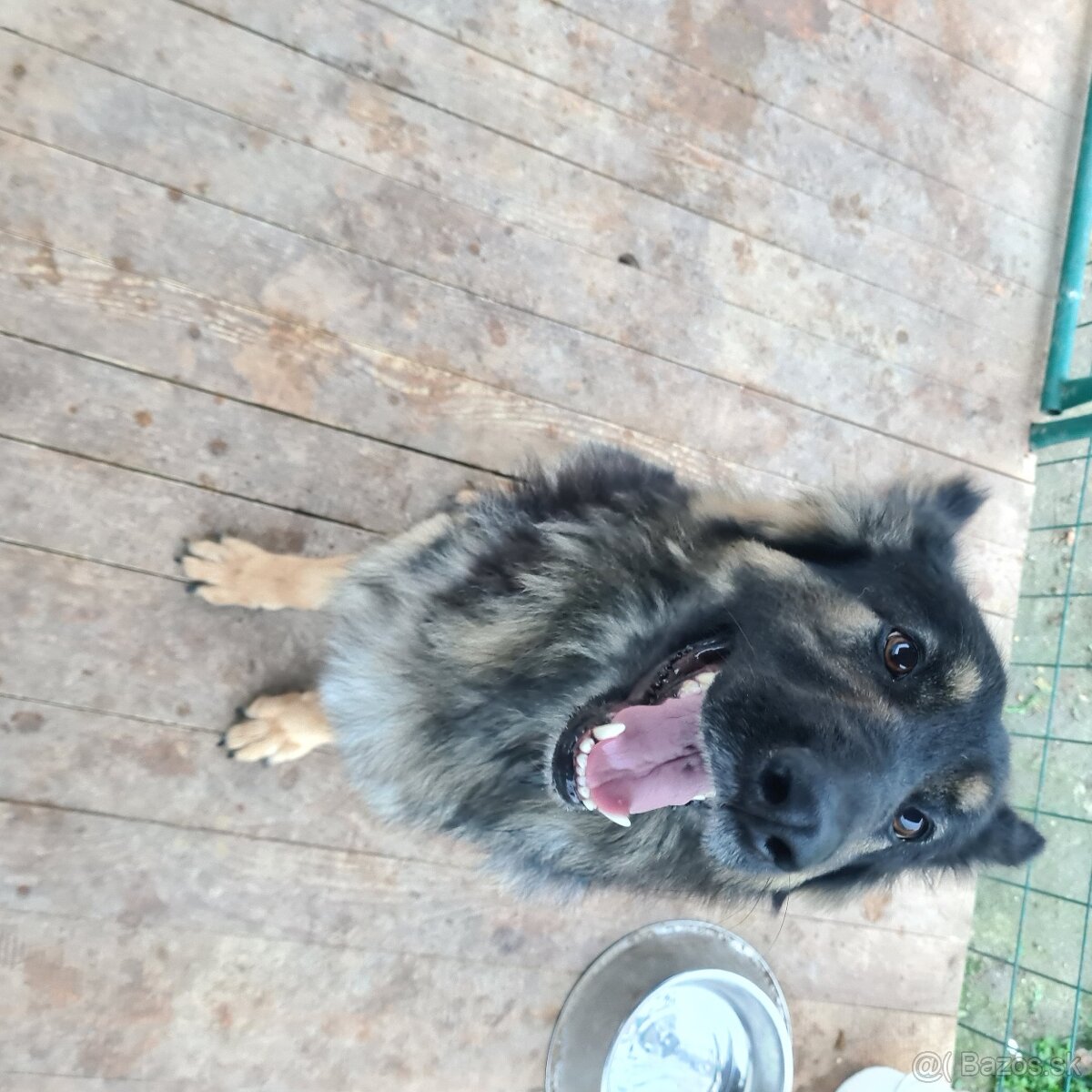 Darujem N ovčiaka fenku - 13