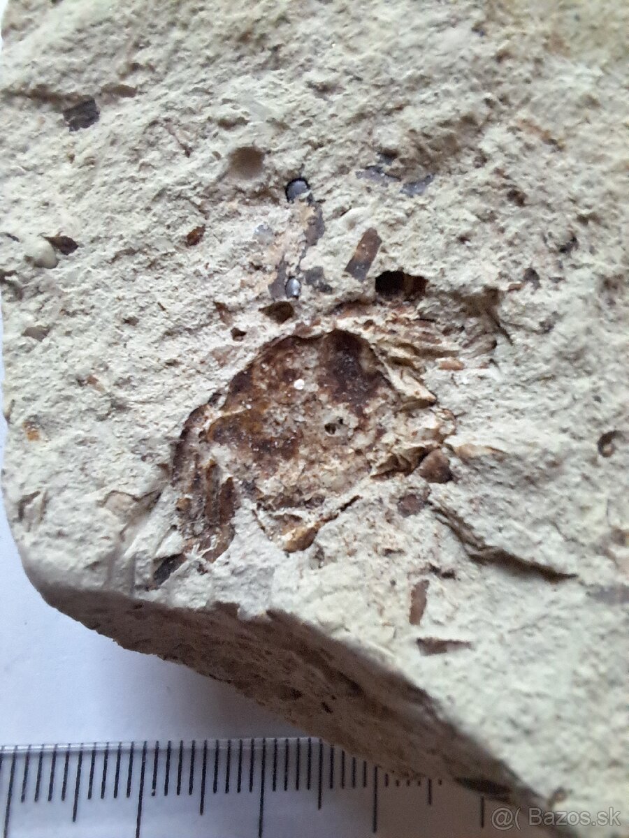 Zbierka fosílií - 13