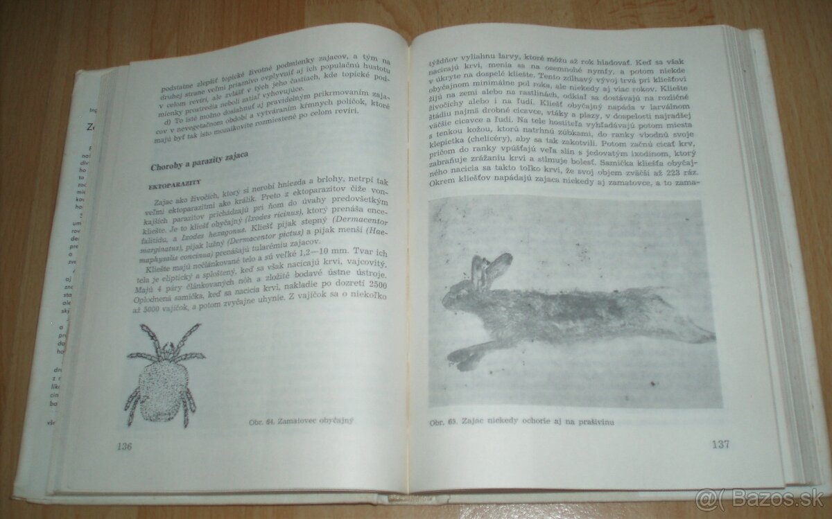 Zajac a králik - 13