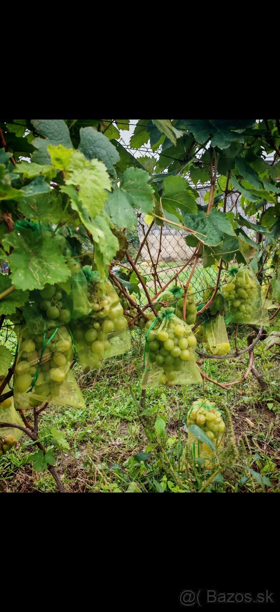 Hrozno sadenice viniča - 13