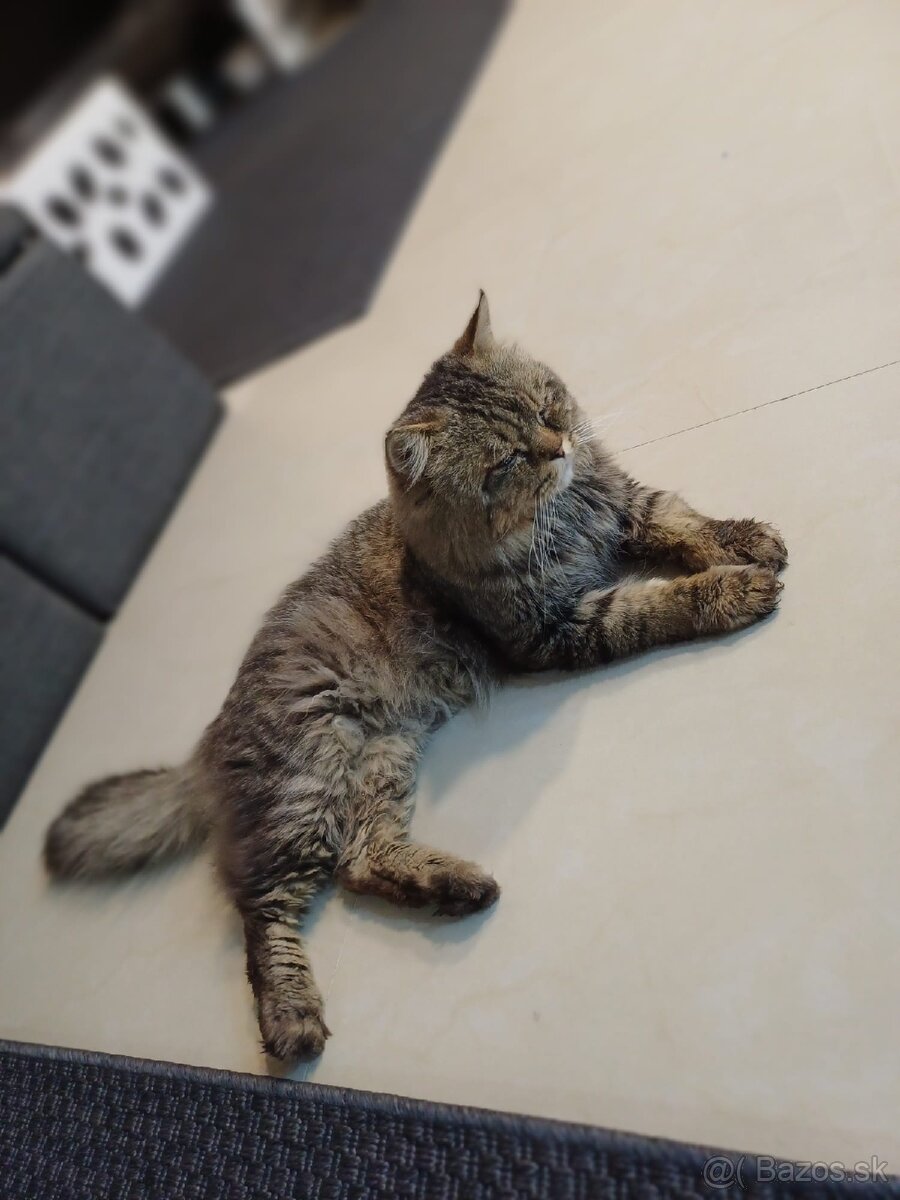 Hotel pre Psov a mačky - výcvik psov - 13