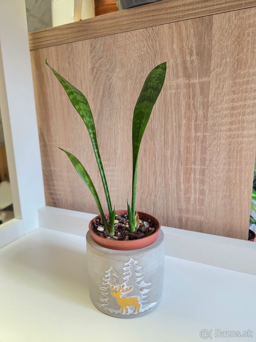 Izbové rastliny - 13