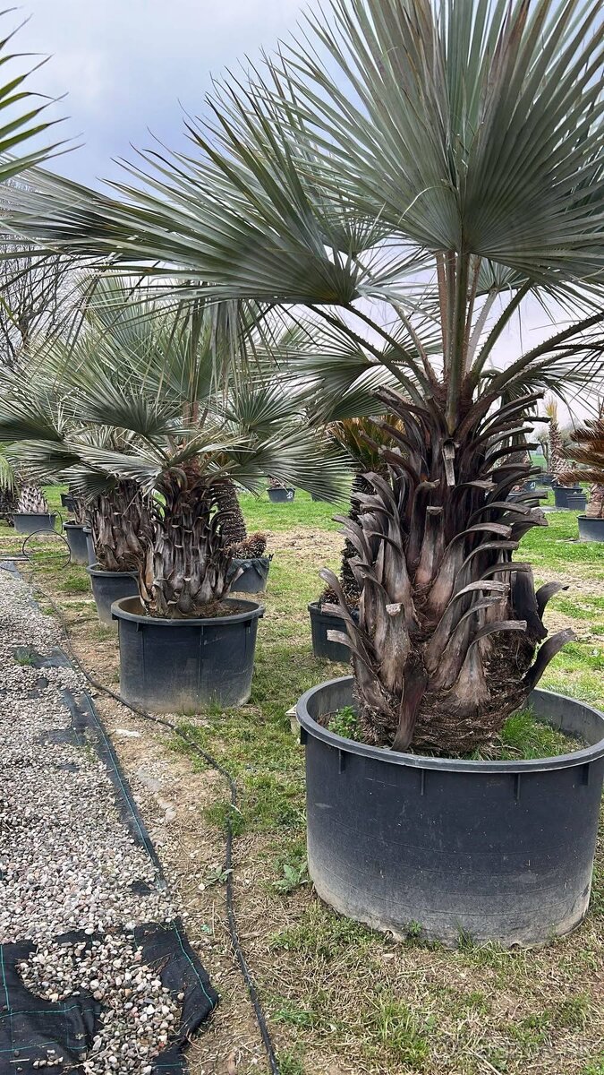 Stredomorské rastliny a palmy - 13