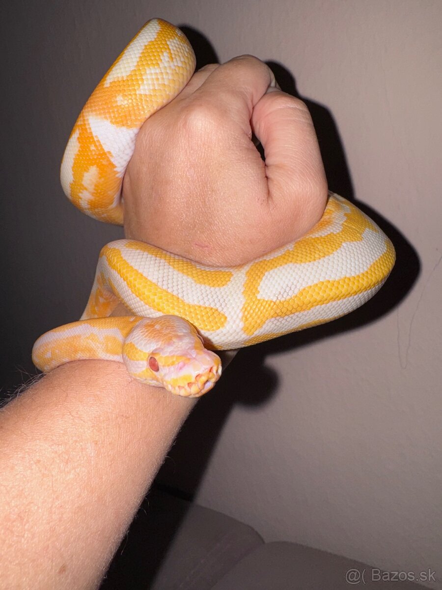 Python regius mláďatá - 13
