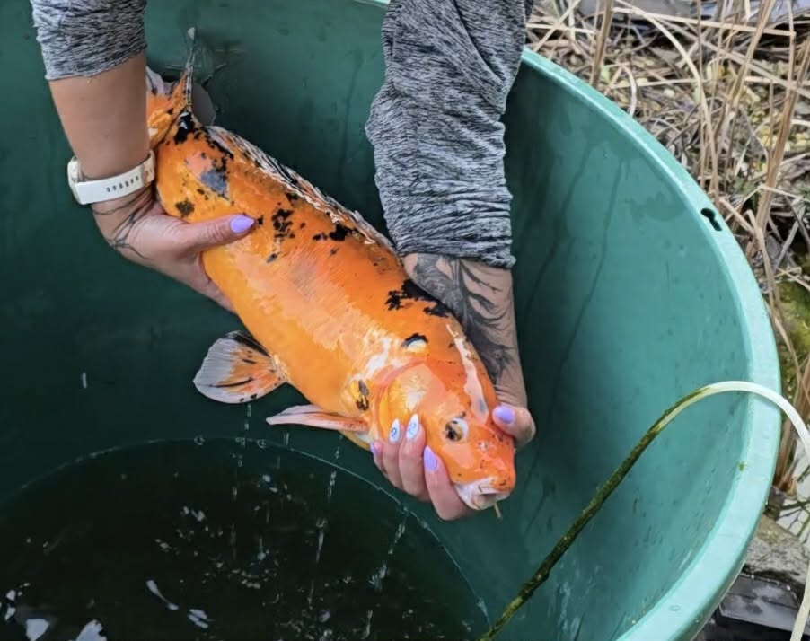 Jazierkove ryby - 13