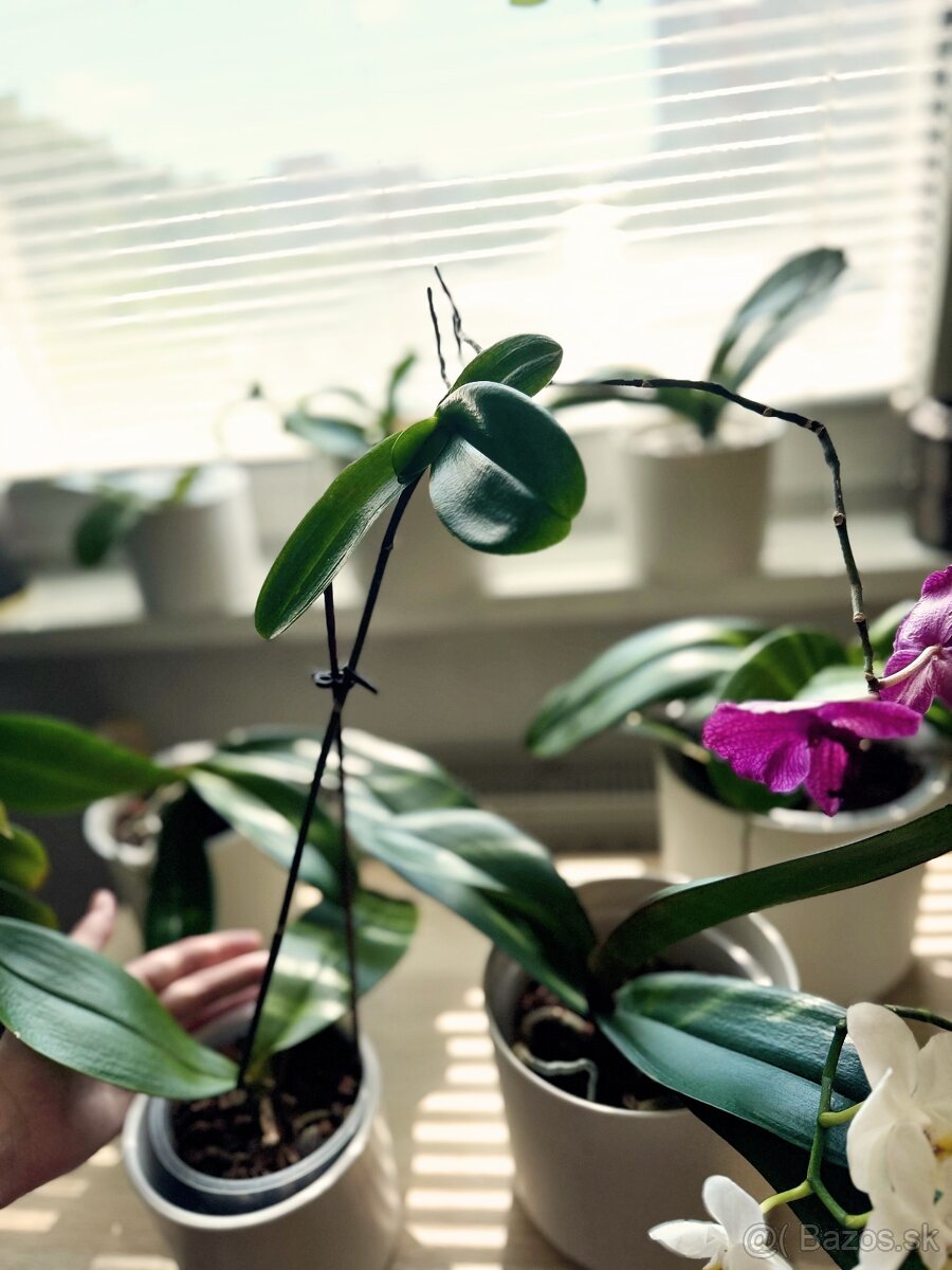 Zbierka orchideí - 13