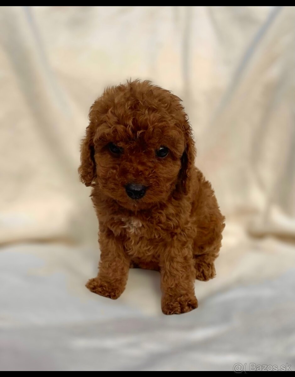 Dark Red miniature / Poodle / Pudlik / Poodel / pudel /pudl - 13