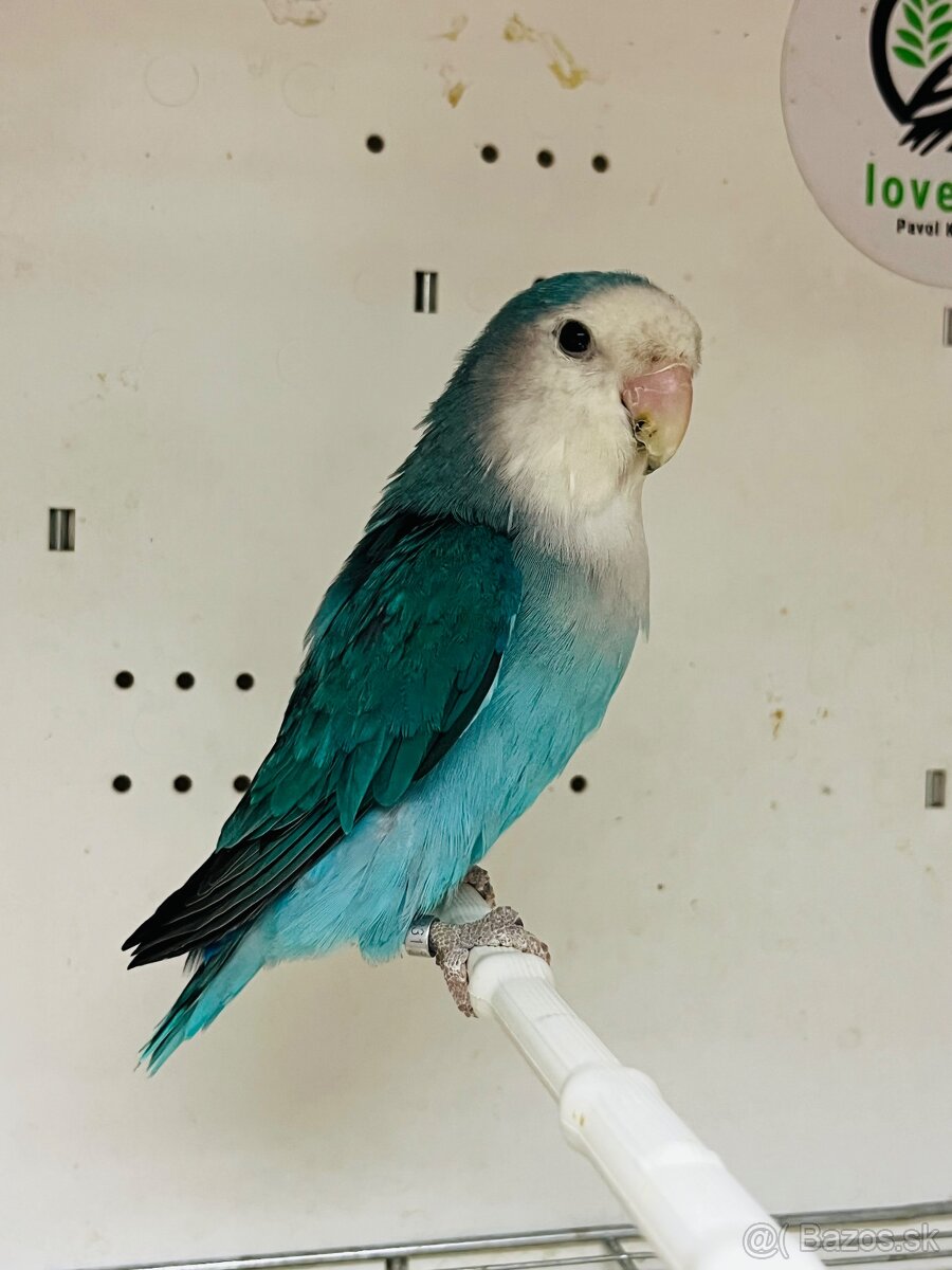 Agapornis Roseicollis - 13