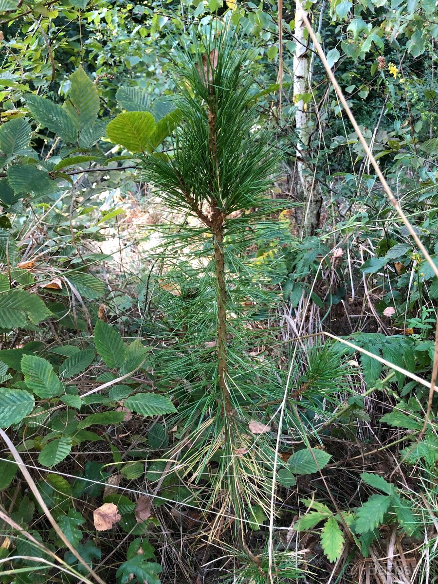 Sibírsky Céder - Pinus Sibirica - Borovica Sibírska sadenice - 13