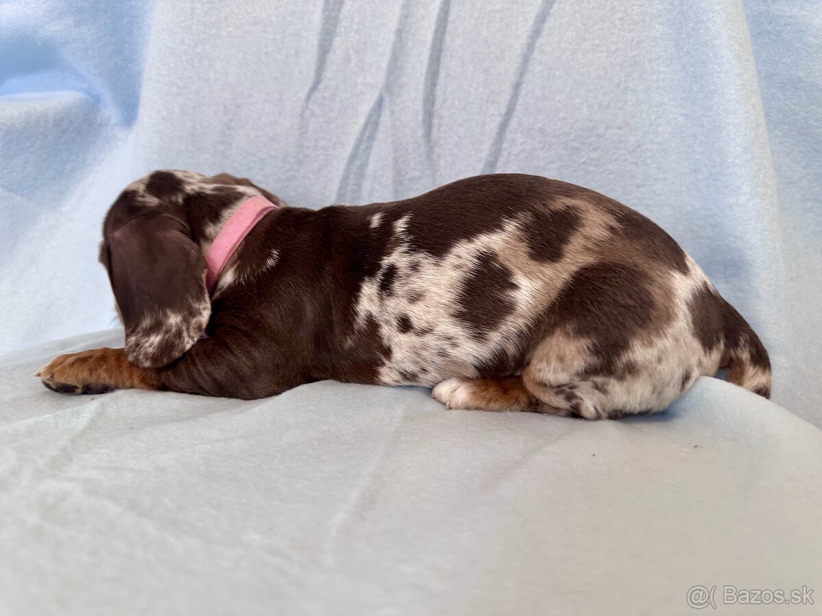 Jazvečík trpasličí hladkosrstý - 13