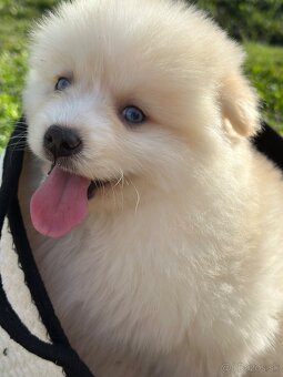 Pomsky / Pomeranian / Husky - 13