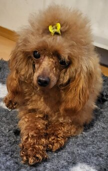 Pudel Pudlik mini toy ❣️ - 13