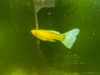 Gupky | Endlerky | Živorodky (NR) - 13