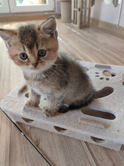 Britská krátkosrstá mačka - 13