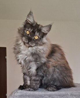 MAINE COON - Mainská mývalia s PP - 13