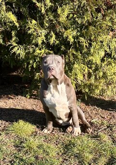 American Bully XL - 13