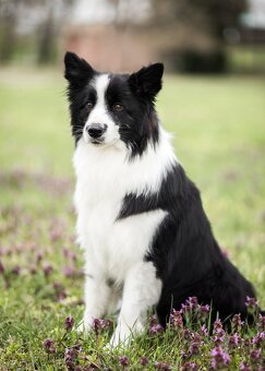 Border Kólia s PP - plánovaný vrh - šteniatka - 13