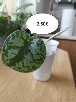 Izbové rastliny - 13