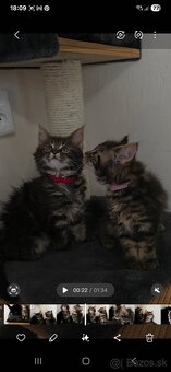Maine Coon - 13