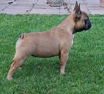 Francouzsky buldoček s PP - sučky - 13