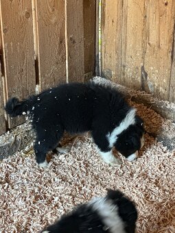 Šteniatka Border kólia - 13