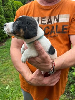 Tricolor Jack Russell šteniatka - 13