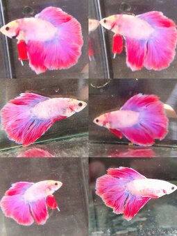 Betta Splendens - Bojovnica Pestrá. - 13