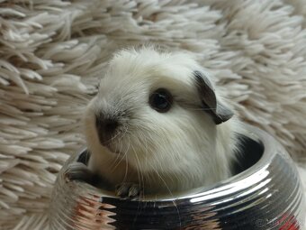 Ušľachtilé morčiatka - 13