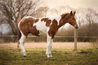American Paint Horse - 13
