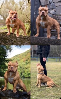 Psík American bully s pp na predaj - 13