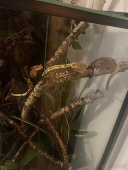 Tri pagekóny riasnaté-samec a dve samičky - 13