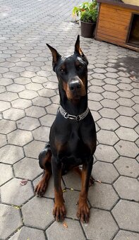 DOBERMAN ŠTENIATKA S FCI P.P - 13