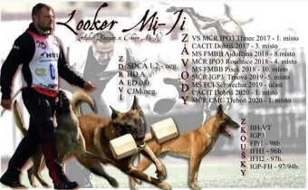 Belgický ovčák Malinois s PP 7.týdnů - 13