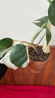 monstera albo variegata - 13