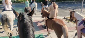 Predám pony kobylku - 13