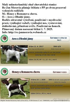 Malý münsterlandský ohař  štěňata s PP - 13