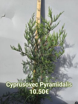 vavrínovec, červienka, cyprusovec, živý plot - 13