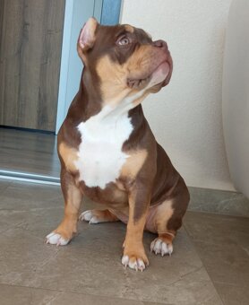 American bully Pocket / Standard s PP - 13