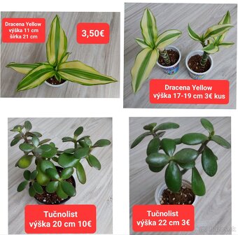 Predám izbové rastliny - 13