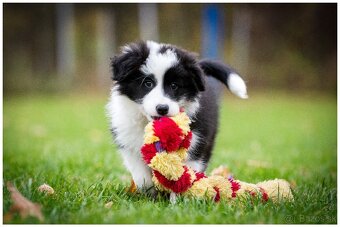 Border Collie Border Kolia s PP FCI - 13