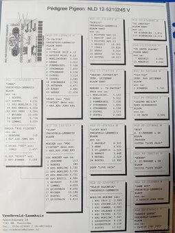 Poštové holuby - 13