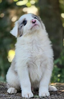 Border Collie, kolia - 13