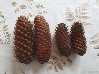 Vetvicky a sisky na adventne vence / dekoracie - 13