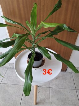 Mix izbových rastlín: Tučnolist, Prýštec, Euphorbia - 13