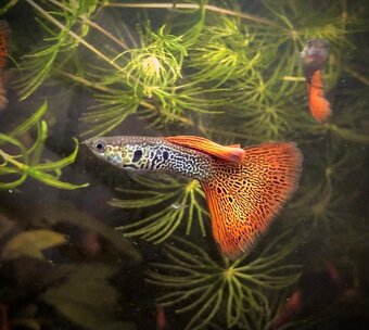 gupky (čisté formy) - 13