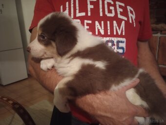 Border kólia - hnedobiele šteniatka - 13