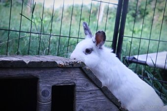 Zakrslé králiky - 13